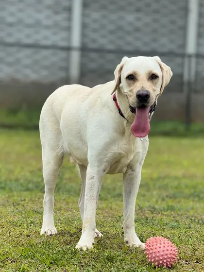 This lab is ready for another game of fetch, patiently waiting with his favorite pink ball.