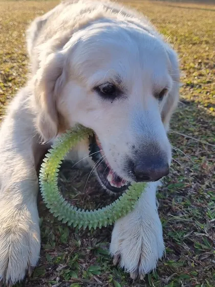 A Golden Retriever enjoying a chew toy on the lawn. Our park is full of simple joys for your furry friend.