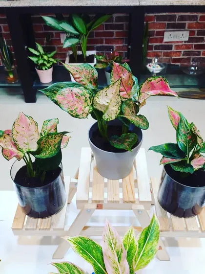 A close-up of pink Aglaonema plants on a wooden stand. These are some of the most colorful and easy-to-care-for indoor plants.