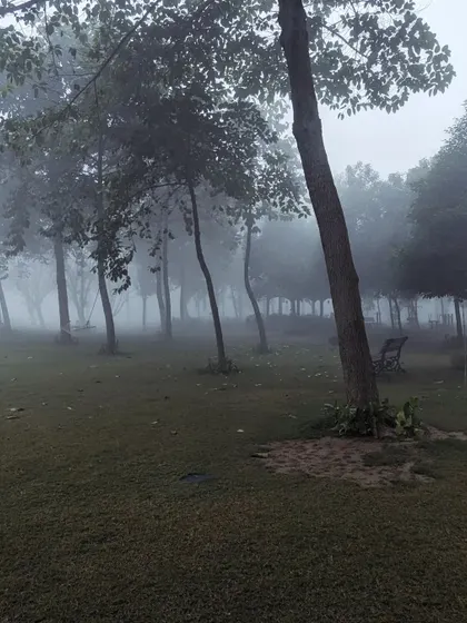 Another perspective of the woods in the fog. The slightly tilted angle and the cluster of trees create a feeling of being lost in a beautiful, mysterious forest.