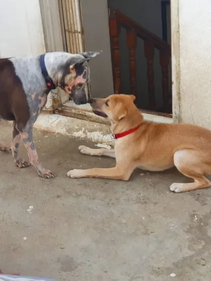 A gentle nose-to-nose greeting between two indie dogs. This is polite dog etiquette in action, showing mutual respect and curiosity.