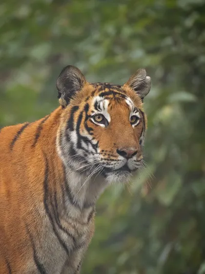 A close-up portrait of a tiger, its gaze fixed on something in the distance. This shot highlights the intense focus and awareness that makes them such successful hunters.