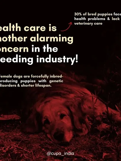 Health care is an alarming concern in the breeding industry. Female dogs are forcefully inbred, leading to genetic disorders and shorter lifespans for both mothers and puppies.