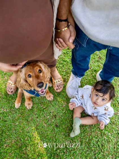 The "moments in between" are often the most magical. This overhead shot captures a beautiful family moment during a maternity shoot, with their Cocker Spaniel, Bubble, right in the middle of the love.
