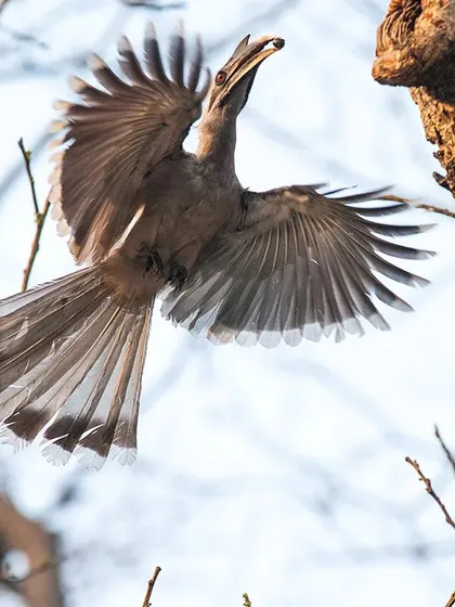 The male Indian Grey Hornbill is perhaps the most devoted husband in the avian world. For about 70 days, he is the sole provider of food for the female and chicks inside the nest cavity. This photo shows him in flight, bringing a meal to his family.