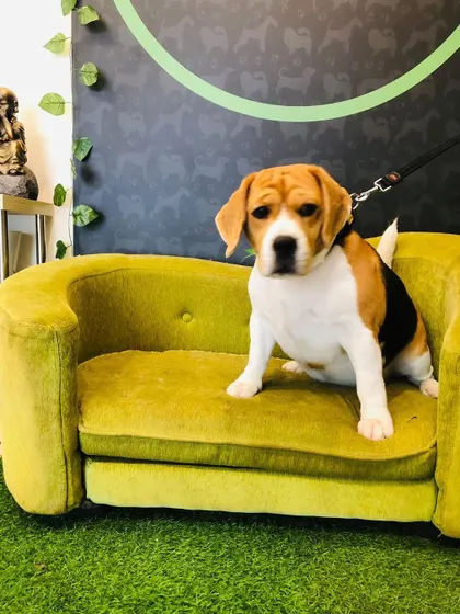 Enzo the Beagle puppy is looking adorable on our mini couch. We love welcoming new puppies to the Tails of the City family.