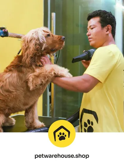 Our groomer, Hanumesh, gives this Cocker Spaniel a professional blow-dry. We take pride in our skilled team, who are not just groomers but true pet lovers dedicated to their craft.