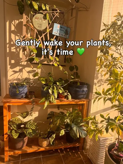 Sankranthi marks the end of winter in India, and it's a good time to gently wake your plants up for spring. We recommend starting with a good clean up before you begin fertilizing for the growing season.