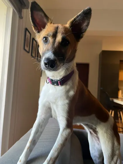 FOUND! This was a missing dog alert we shared for Tasha. Our community is vital in spreading the word during emergencies, and we are so grateful for everyone who helps us search.