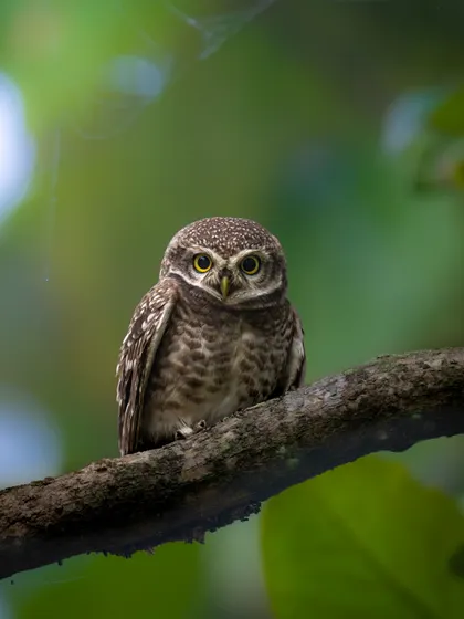 A Spotted Owlet framed by lush green leaves. The vibrant background adds a sense of the bird's forest habitat and makes for a pleasing composition.