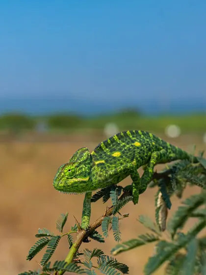 A portrait of a sub-adult Indian Chameleon, the only chameleon species in the subcontinent. After four years of searching, finding this beautiful lizard on the Deccan Plateau was a truly special moment for me.