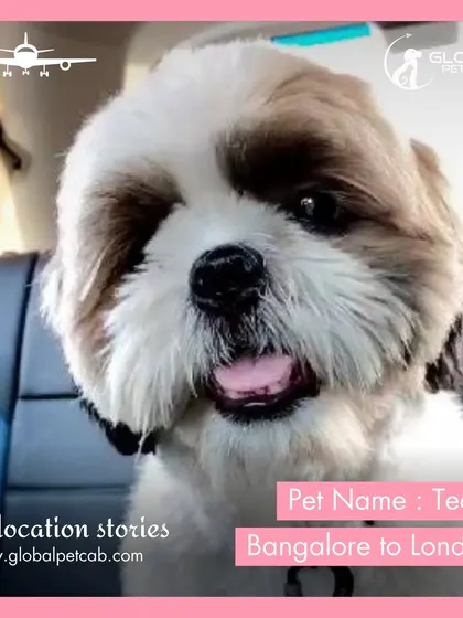 Tequi, a happy Shih Tzu, enjoying the car ride before his big flight from Bangalore to London. We aim to make every part of the journey as comfortable as possible.