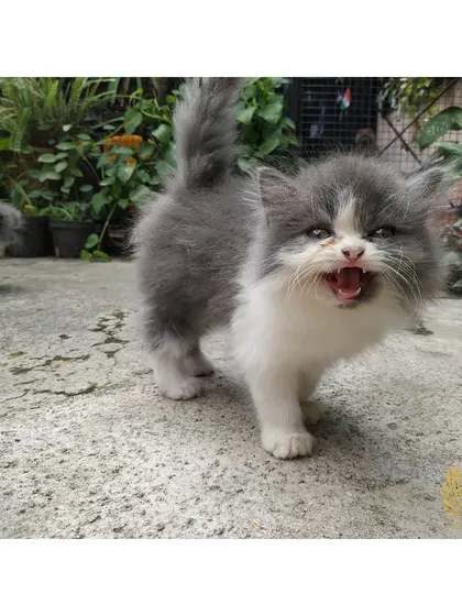 This little grey and white Persian kitten is already showing off a big personality and an even bigger meow. We love seeing their individual characters develop as they grow, from the quiet observers to the vocal adventurers.