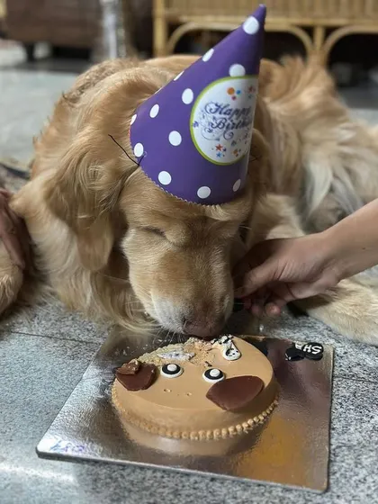 A repeat of the adorable cake-eating moment, showing the irresistible nature of our freshly baked treats.