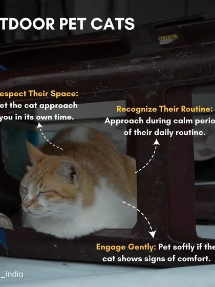 How to approach outdoor pet cats: respect their space and let them approach you. Recognize their routine and interact during calm periods. Your goal is to confirm they have a home, not to trap them.