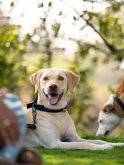 This Labrador's bright eyes and happy panting smile are infectious. Outdoor sessions are all about capturing these moments of pure joy.
