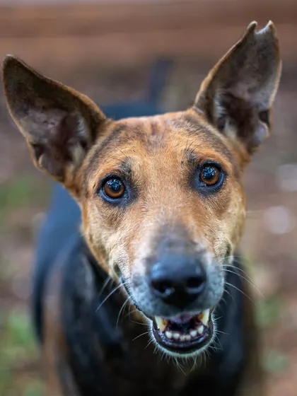 A close-up portrait that captures the beautiful, expressive face of a local Indie. The warmth in her eyes tells a story of a life of resilience and a friendly spirit.