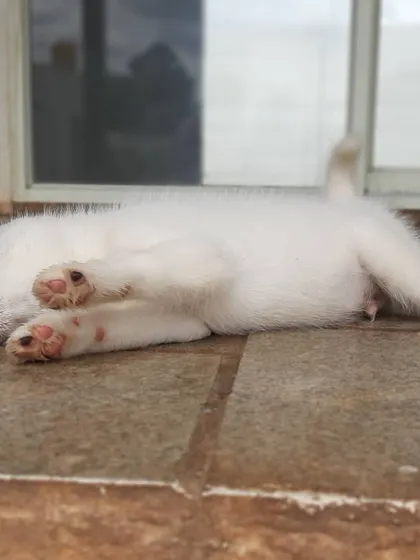 The cutest little paws. A puppy napping after a session of gentle play in our puppy unit, where they get round-the-clock attention.