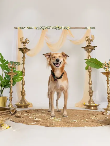 A happy dog enjoying our Diwali mini-session. The smile on her face says it all! These themed shoots are a great way to get beautiful, professional photos for the holidays.