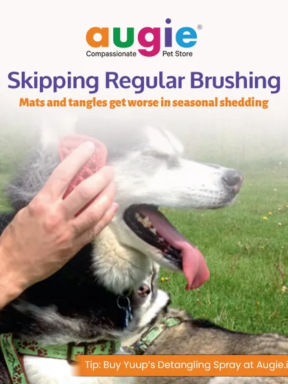 A common mistake is skipping regular brushing. Mats and tangles get worse during seasonal shedding, so consistent brushing is key. A good detangling spray can also be a lifesaver.
