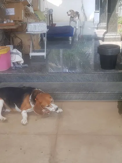 This beagle is enjoying a dehydrated bone, which offers a safe and long-lasting chewing experience. This kind of canine enrichment is perfect for keeping a dog happily occupied.