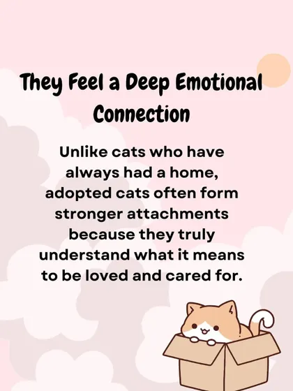 Adopted cats often form stronger attachments because they truly understand what it means to be loved. We share this to encourage people to consider adopting an animal with a past.