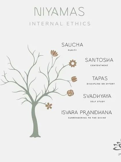The Niyamas are the second limb, focusing on internal ethics and personal observances like purity (Saucha), contentment (Santosha), and self-study (Svadhyaya).