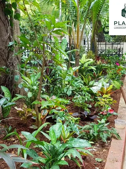A ground-level view of the garden bed we planted at the BIS School. We selected a diverse mix of foliage plants with varying colors, shapes, and sizes to create a rich, textured, and visually engaging garden that can also serve as an educational tool.