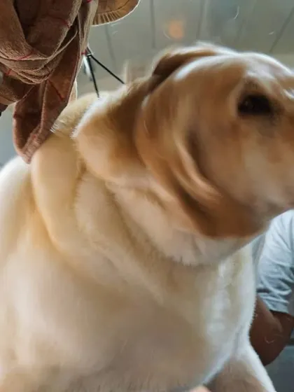 On the other end of the size spectrum, here's Felix the Labrador getting his thick coat dried. We have the right tools and space to handle large breeds comfortably.