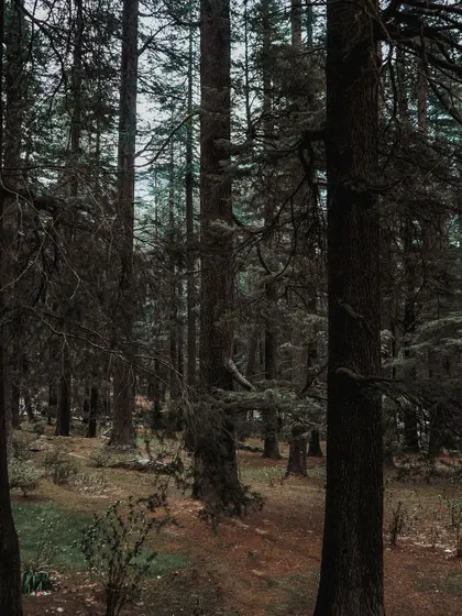 A moody shot of the dense deodar forest in Manali. The tall, dark trees create a mysterious and enchanting atmosphere.