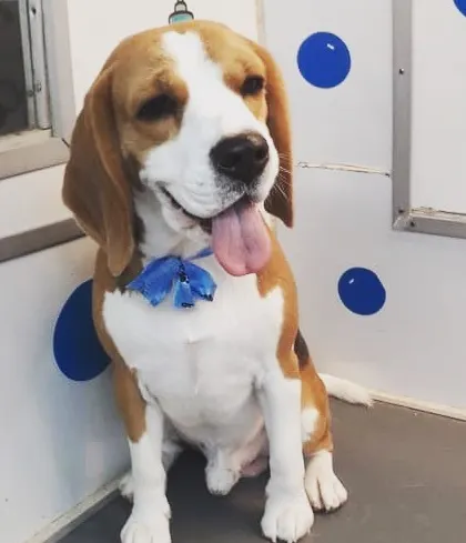 A handsome Beagle looking calm and content after his grooming. My one-on-one approach helps even anxious dogs feel at ease.