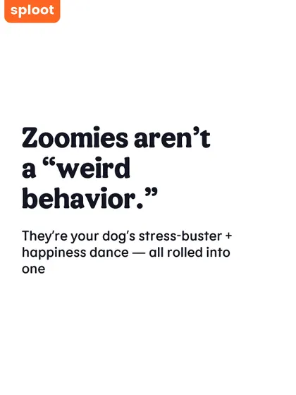 Zoomies are not a weird behavior. They are a healthy way for your dog to release stress and express happiness. We help you see this behavior as a positive sign.