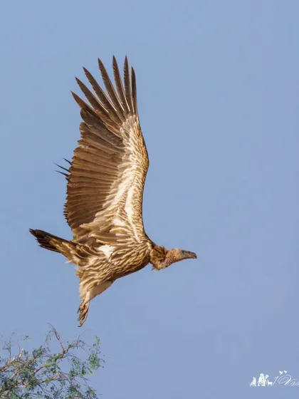 A Himalayan Griffon Vulture in flight. These massive birds are found in the high-altitude regions of the Himalayas and are crucial to the mountain ecosystem.