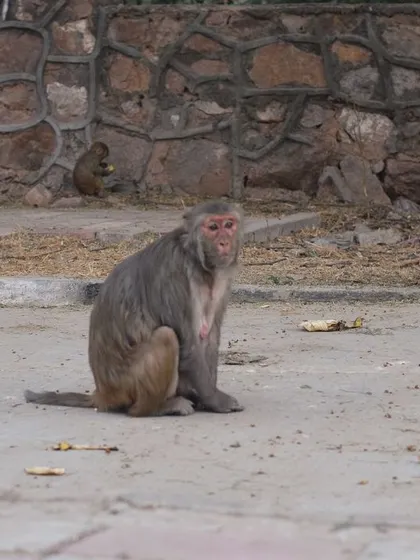 Monkeys on the street in Delhi, a testament to urban wildlife adapting to city life.