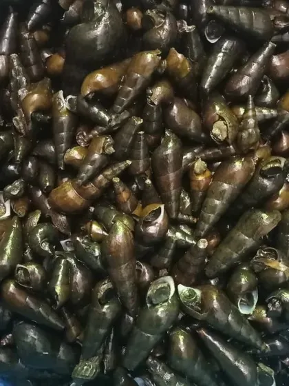 A close-up of the long-shelled snails, highlighting their natural color and form before they are prepared for cooking.