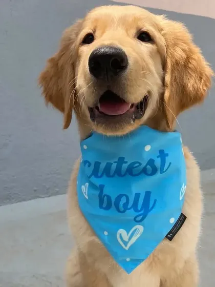 This is a photo of Stout as a young puppy when we first started our training journey together. It's amazing to see how much he has grown and learned.