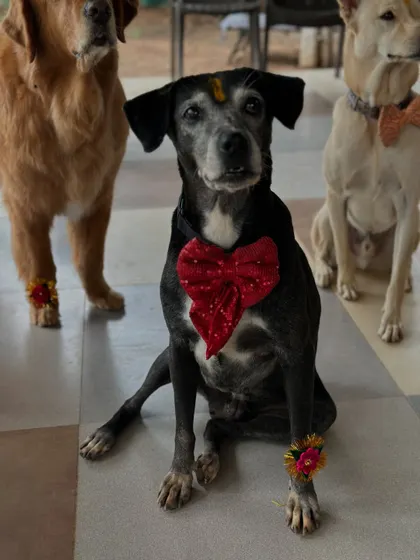 This senior indie dog, one of our beloved in-house rescues, is all decked out in a big red bow for the Raksha Bandhan festivities.