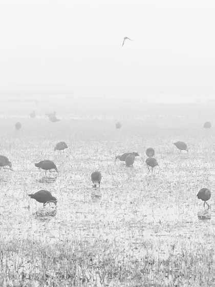 Another view of the swamphens in the fog, showcasing the serene and atmospheric conditions of a winter morning on the wetlands.