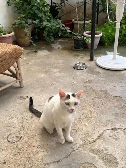 Tofu San enjoying the open space of the catio. It's spacious enough for exploring, with plenty of potted plants to sniff and weave through.