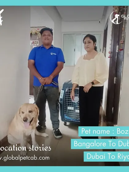 Bozo the Labrador is ready for his multi-leg journey from Bangalore to Dubai, and then on to Riyadh. We have extensive experience managing complex international routes.