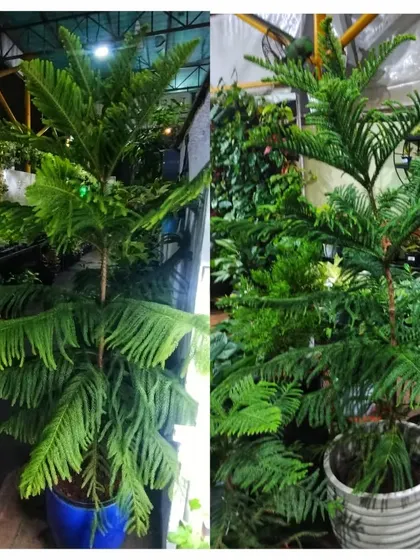 We have the perfect Christmas Tree for your home or office. Our Araucaria plants are available in multiple sizes to fit any space and bring festive joy.