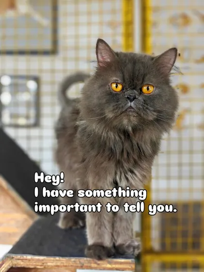 Pepper has something important to tell you. This 2-year-old Persian mix has mesmerizing eyes and a story to share. He is looking for a patient human to call his own.