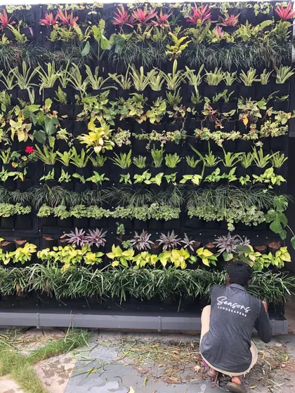 Another shot of our maintenance team, the quiet force behind our thriving gardens. Here, a team member is pruning and caring for a large outdoor vertical garden, ensuring its long-term health and beauty.