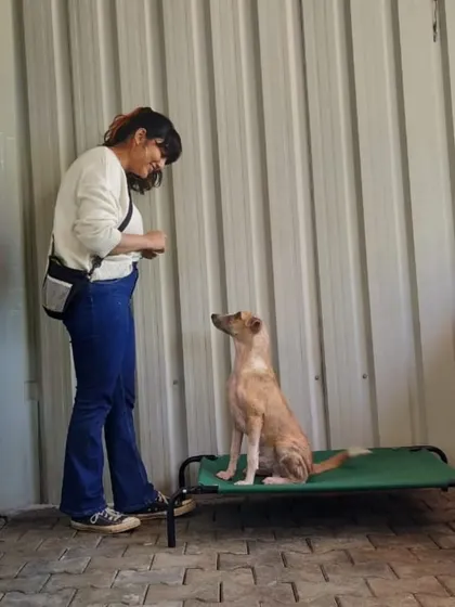 At the Sarvoham shelter, I worked on basic training and confidence building with the dogs. Here, I'm teaching a dog to sit calmly on a raised bed, a skill that helps provide structure and reduces anxiety in a kennel environment.