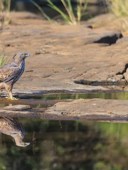 A wide shot of the Changeable Hawk-Eagle at a waterhole in Panna, showing the pristine forest habitat where these magnificent raptors thrive.