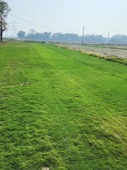 A wide, green field of our Selection No.1 grass, a top-quality choice for any landscape.