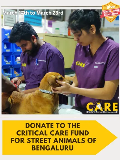An appeal to donate to our Critical Care Fund during a fundraising challenge. This image shows our vets in action, highlighting how donations directly support the medical care of street animals.