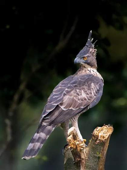A Legge's Hawk Eagle, with its prominent crest, surveys its surroundings. These magnificent eagles are a prized sighting on any birding tour.
