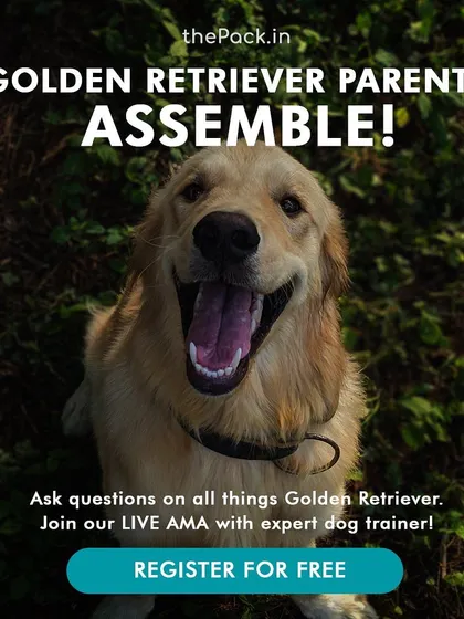 Are you struggling with your Golden Retriever's hyper-activity, jumping, or leash pulling? Join my free online AMA specifically for Golden Retriever parents to get your questions answered and learn how to manage their friendly but sometimes overwhelming energy.