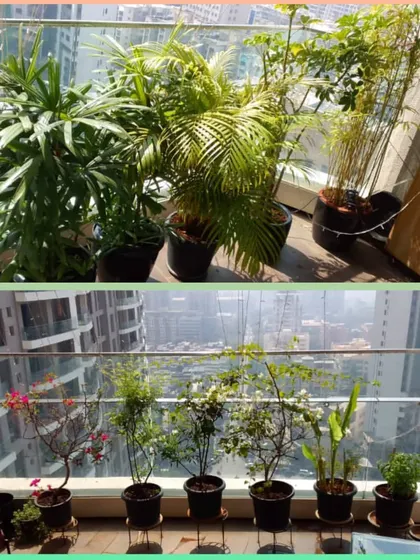 A tale of two balconies in Oshiwara after a visit from our mali team. The top photo shows a collection of lush palms and bamboo, while the bottom features beautiful flowering plants, all groomed and healthy.